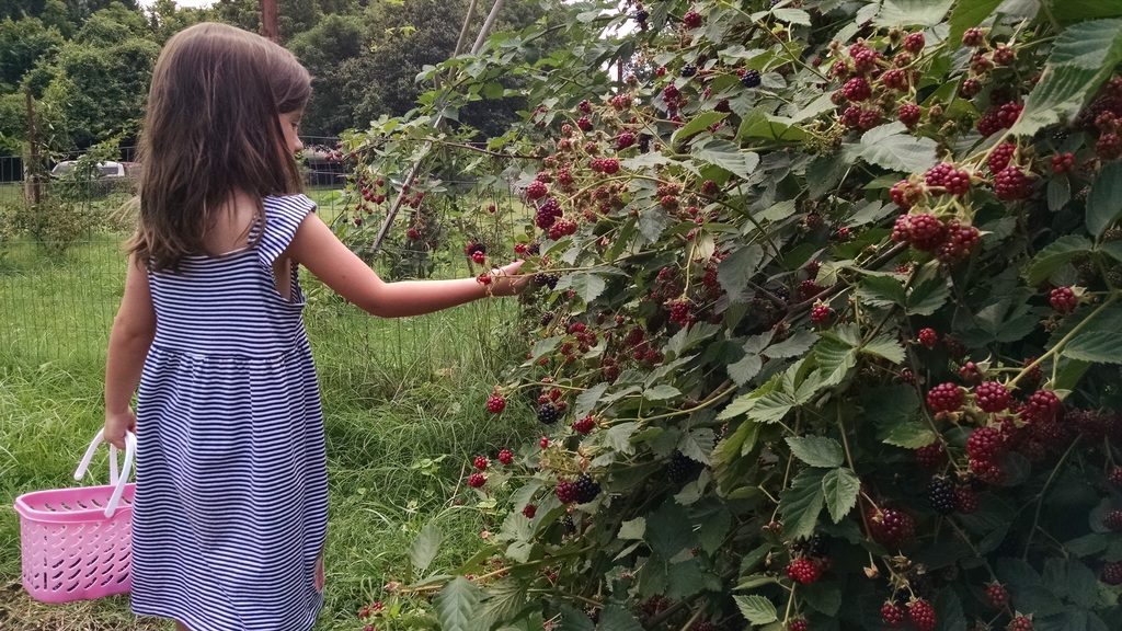 C picking the crop.
